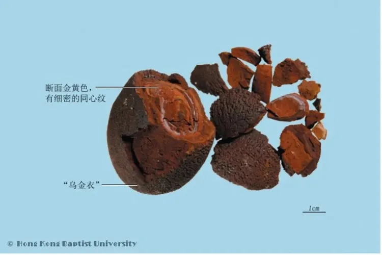 “神药”牛黄:从万金难求到致命毒药?